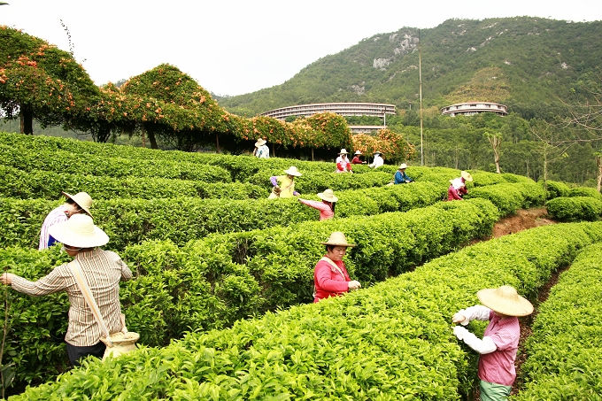 澳门原料网