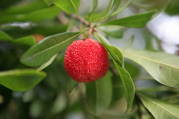 澳门原料网