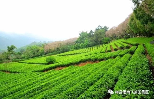 澳门原料网