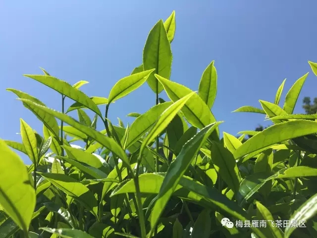 澳门原料网